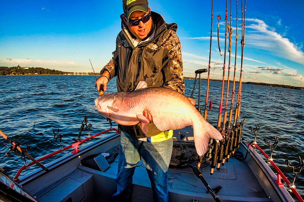 Weighty Matters by Jeff Samsel - Catfish Now