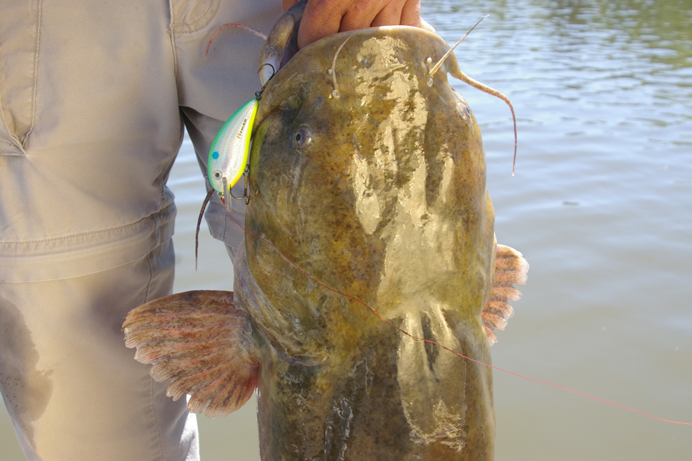 Catfish caught on a crankbait. Big catfish caught a small lure and