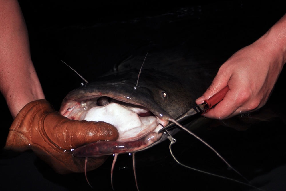 Break Out the Lights for Summer Catfish by Keith “Catfish” Sutton - Catfish  Now