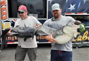 catfish, tournament, blue cat, flathead, channel cat, Pickwick Lake, Wilson Lake, Colbert County