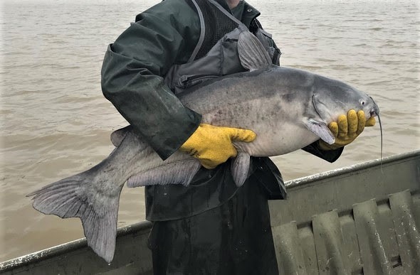 Channeling Angler Efforts Toward Catfish