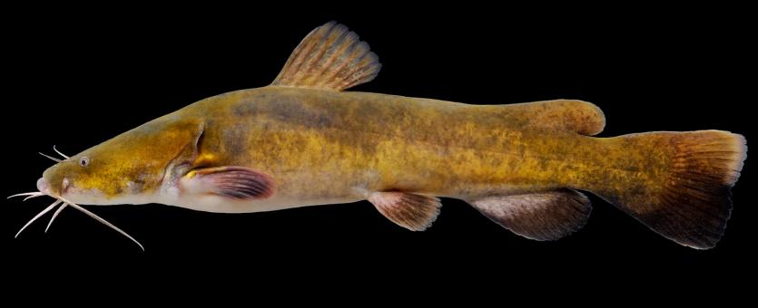 MDC Proposes New Rules for Blue and Flathead Catfish - Catfish Now