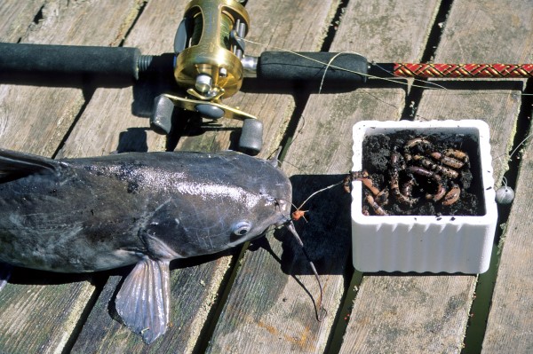 Shad For Catfish Bait: The Essential Guide
