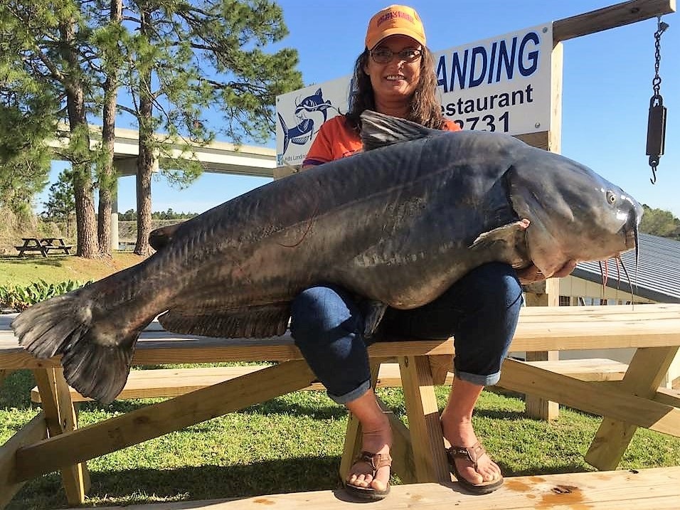 SC state record blue catfish shines light on catch and release fishing