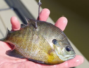 Live bluegills and other sunfish are the bait of choice for Lake Conway anglers hoping to catch trophy-class flatheads. (Photo: Keith Sutton)