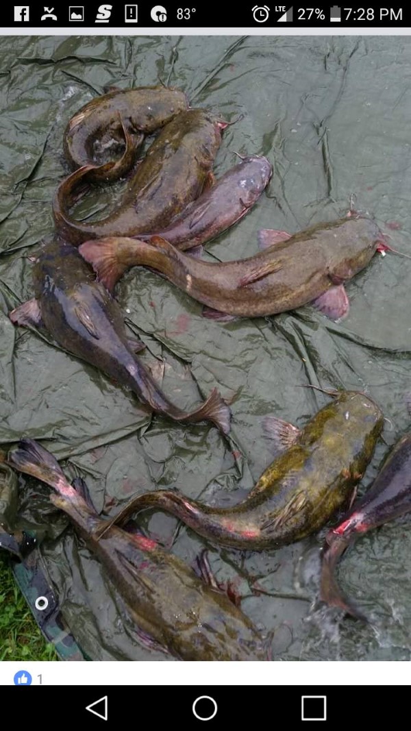 CATFISH CONSERVATION – Pay Lakes – The Good, the Bad, and the Ugly - Catfish  Now
