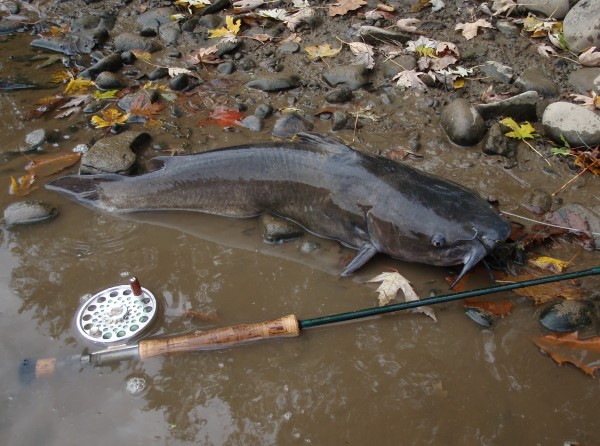 Targeting Channel Cats on the Fly Rod - Catfish Now