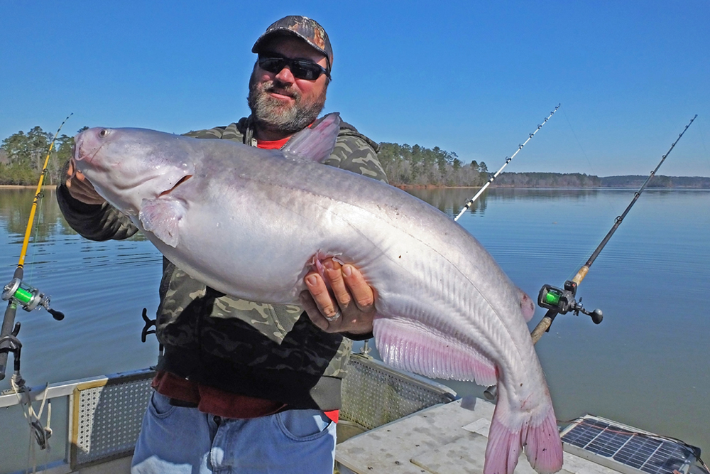 Clarks Hill Offers Great Catfishing Opportunity