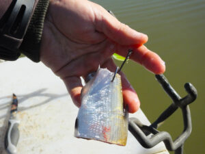 Guide Chris Simpson prefers cut bait from species catfish already utilize at Clarks Hill lake for big blues.