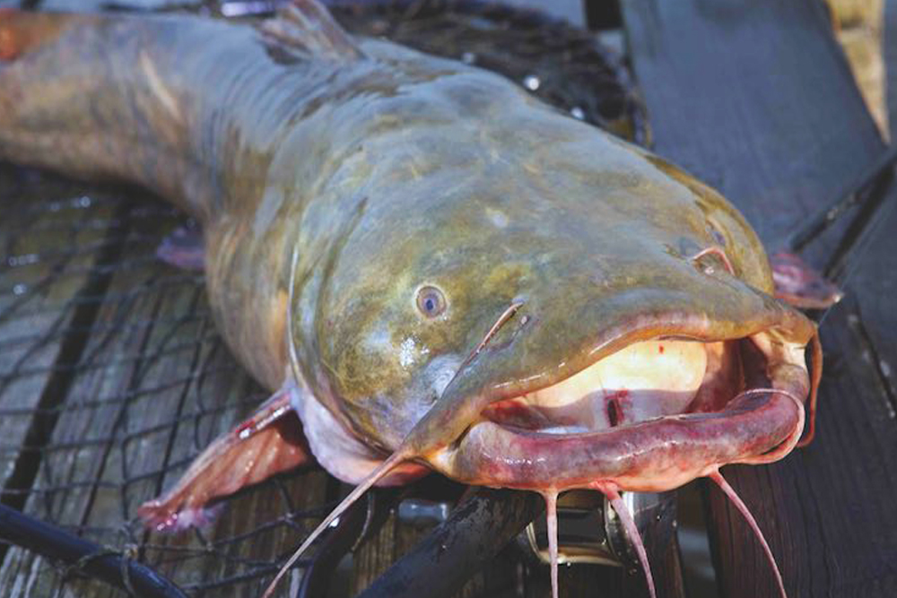 Biologists Study Catfish in Arkansas Rivers