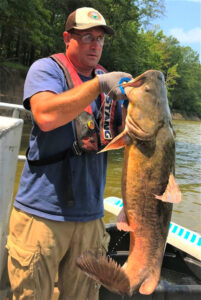 This 31.5 pound electroshocked flathead was captured for sampling and then returned to where it was caught. (AGFC Photo)