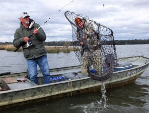 The Cooper River should not be overlooked as a great winter destination for blue catfish. Lonnie East gets some help from his fishing partner to net a nice one. 