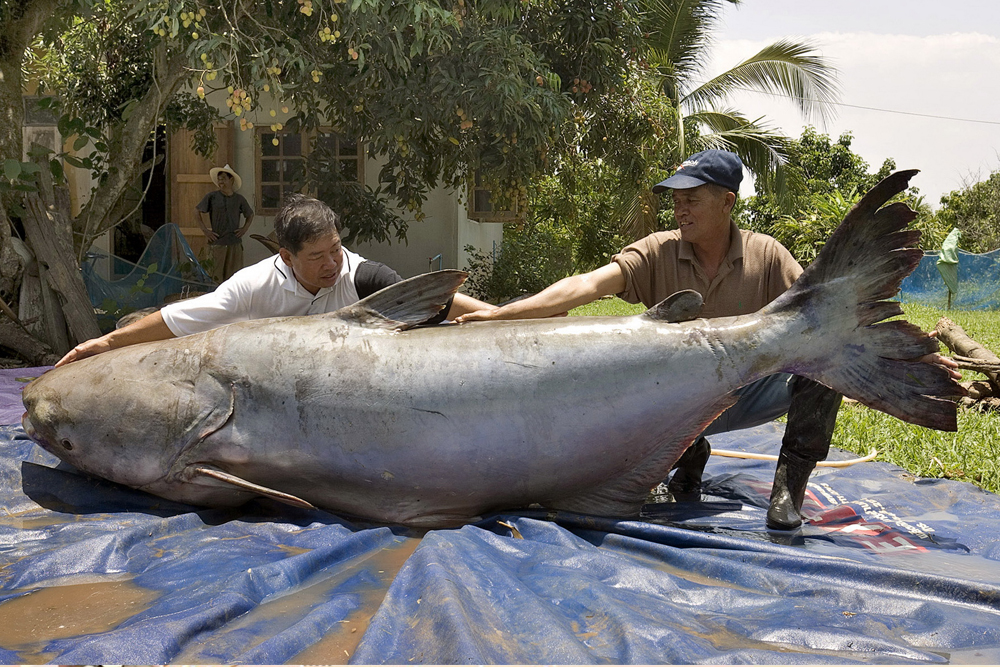 photo of a 646-pound Mekong giant catfish landed in Thailand