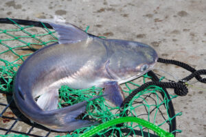 photo of a blue catfish on a net