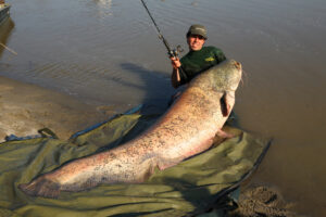 photo of a wels catfish 
