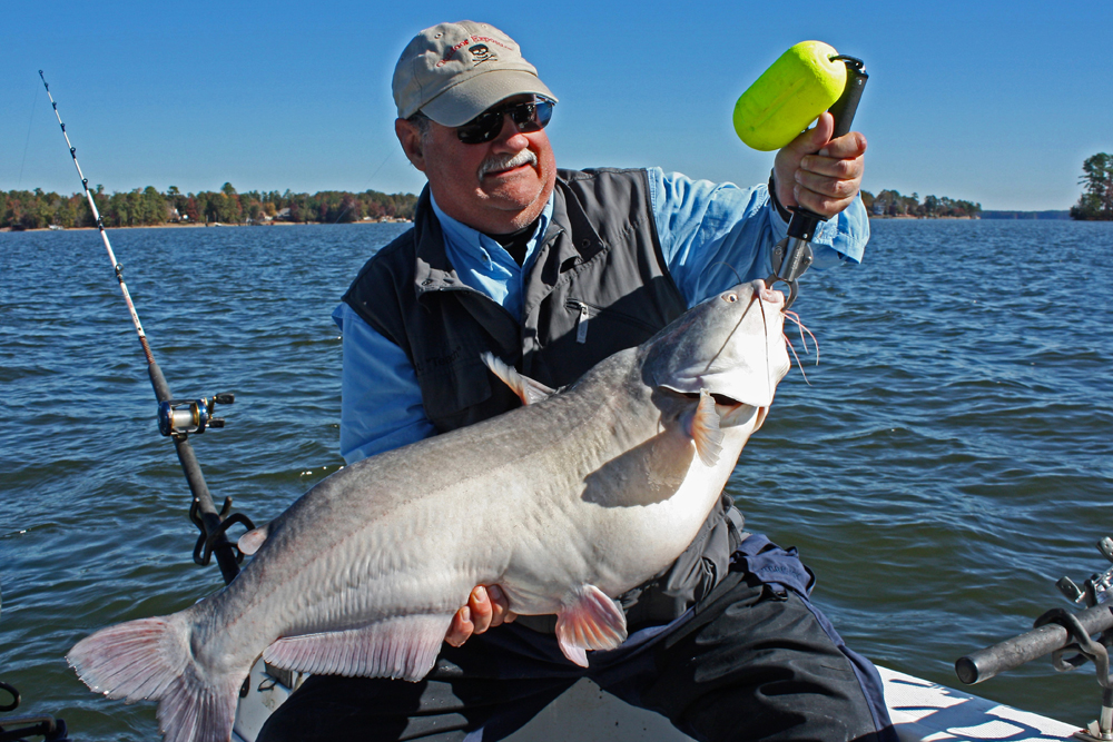 Lake Murray has an excellent diversity of blue catfish size classes and the potential for trophy fish is realistic.