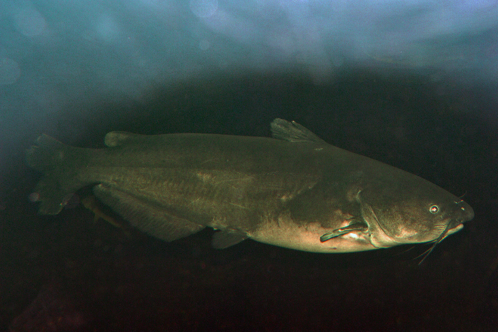 Blue catfish often reach huge sizes in Chesapeake Bay and its tributaries, leading some to worry that these increasingly abundant creatures could wreak havoc on the ecosystem.
