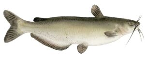 Channel catfish are stocked in many lakes around the state of Texas beginning in April through October. Catfish prefer strong-smelling baits. Texas Parks and Wildlife suggests using nightcrawlers, chicken livers, shrimp, stinkbait, or cut hot dogs to catch them. 