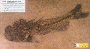 Astephus anitquus from The Field Museum in Chicago (Lance Grande Photo)