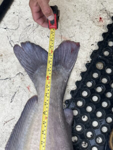 To qualify as a Citation Blue the fish must measure 35 inches or more. This James River blue cat measured 39 inches. 