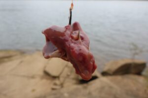 The key with chicken livers is to hook them well, ideally using all three treble hook points, and to make a gentle initial cast. Once the bait soaks a bit, it tends to stay on until a fish grabs it!