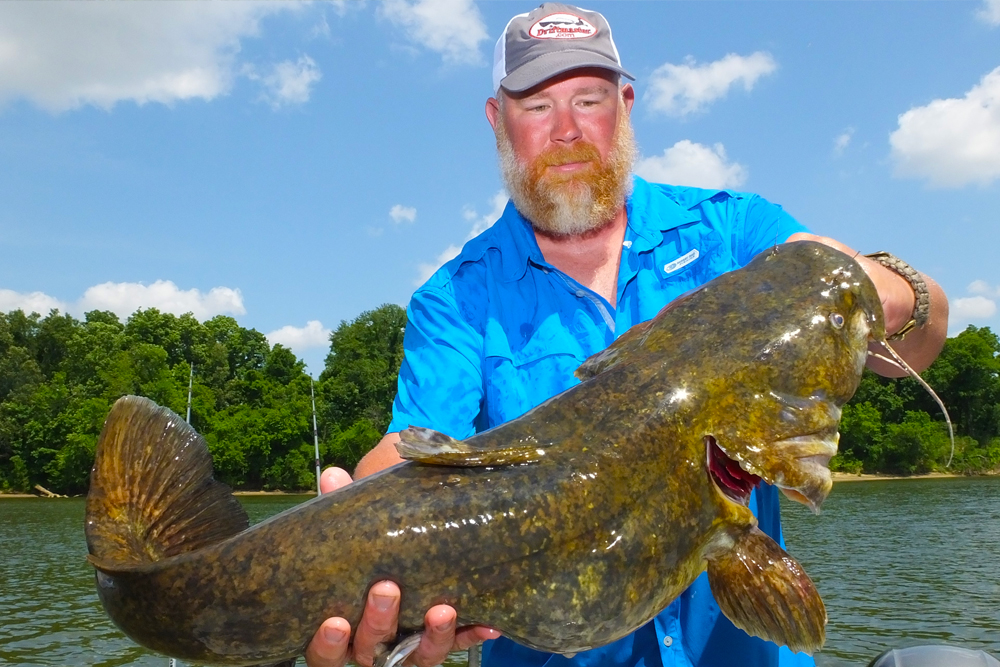 Jay Gallop with a hefty Alabama River flathead taken on live bait, but much larger flatheads roam these waters as well.