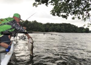 Most trophy flathead anglers agree that a strong backbone and a soft tip are the best rods for big flatties. Rods like the 10-foot B’n’M Silver Cat Magnum is a good choice. 