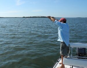 The angler’s reward for targeting and catching a nice sail cat is in the fight. It has been compared to the fight of a redfish. 