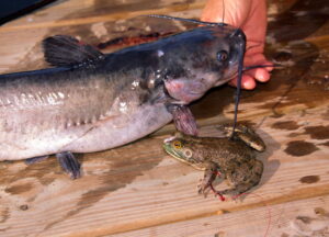 Anglers fishing Nebraska’s Sherman Reservoir often catch heavyweight channel cats on frog baits. (Keith Sutton Photo)