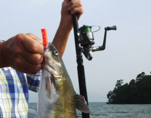 Stink baits are a sticky goo that adheres to hollow tubes, sponges, or short, plastic, ribbed worms, and are deadly on channel catfish. (T. Madewell Photo)