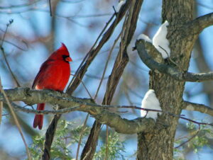 Winter is a superb time to take children bird-watching outdoors. Colorful birds like this cardinal are easily seen this season. | Winter activities for kids