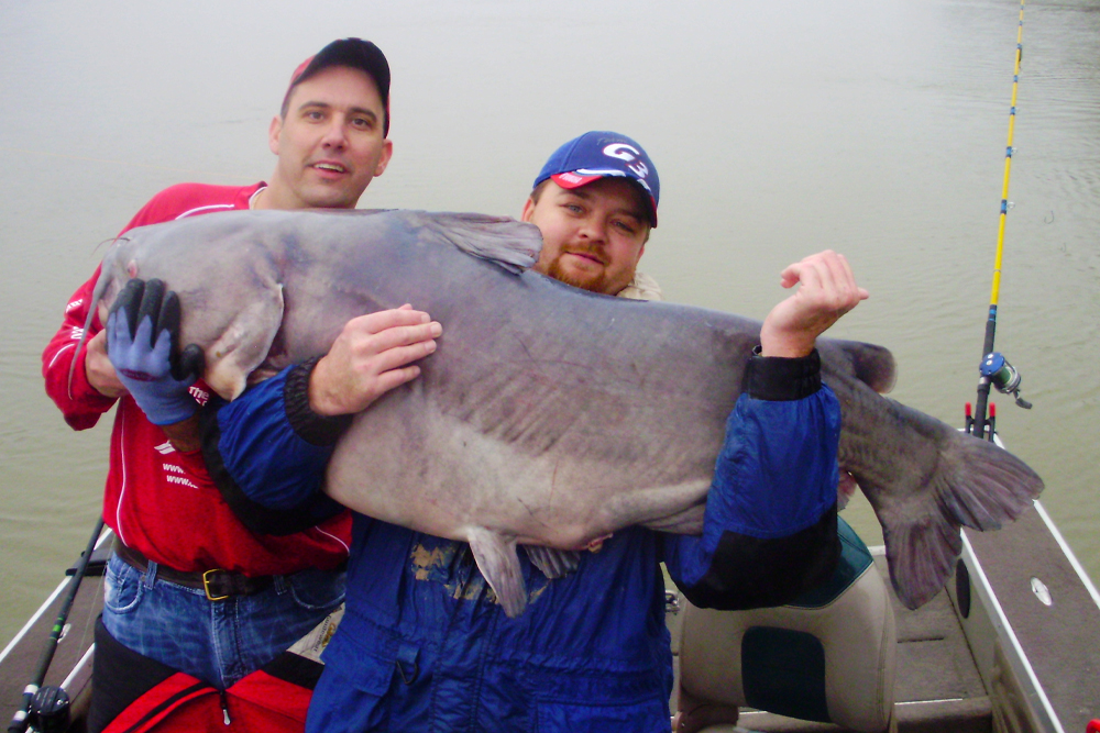 (Photo courtesy of Mike Mitchell) Want to catch a monster catfish like this? Winter is prime time at hotspots that include Alabama’s Wheeler Lake where Joe Ludtke (left) landed this 102-pounder in February 2010. | Lakes for Winter catfishing