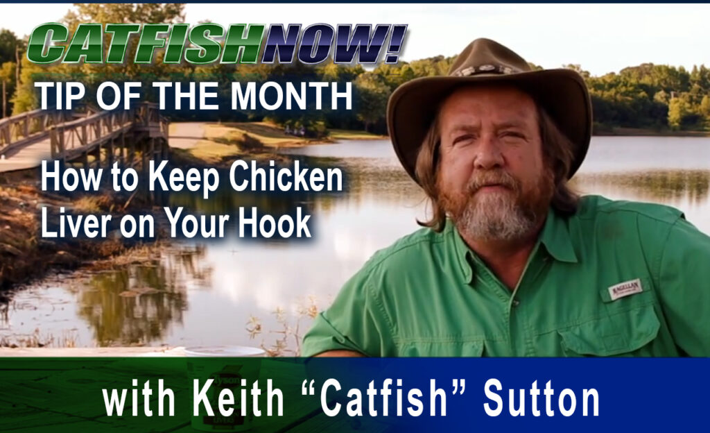 How to Keep Chicken Liver on Your Hook When Catfishing