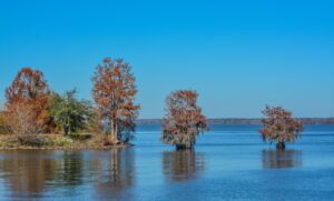 Cypress trees with Spanish moss grow on Lake Marion in Santee State Park. 