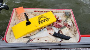 Off Shore Tackle’s OR37 SST Pro Mag Planer is made for pulling big baits to catch big catfish.
