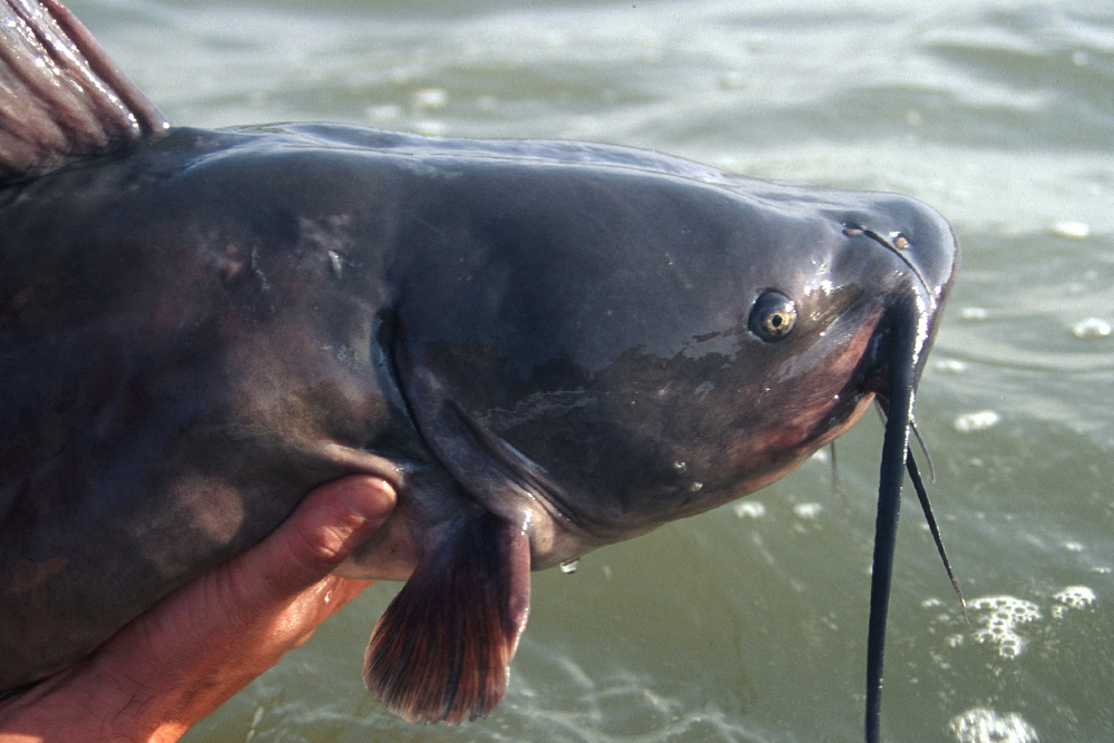 The Red River on the border of North Dakota and Minnesota is well known for producing monster channel cats like this, many of which weigh 20 to 30 pounds or more.