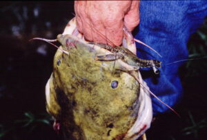 Crawfish are favored flathead foods, and thus good baits, during high water periods.