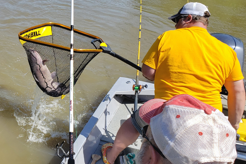 Fishing guide Brad Durick slides the net under a dandy Red River channel cat for a client.