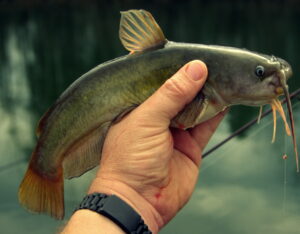 Catfish are cannibalistic, often eating smaller kinfolks that swim nearby. A small bullhead like this, for example, would be an ideal bait for a big whumper-jawed flathead.