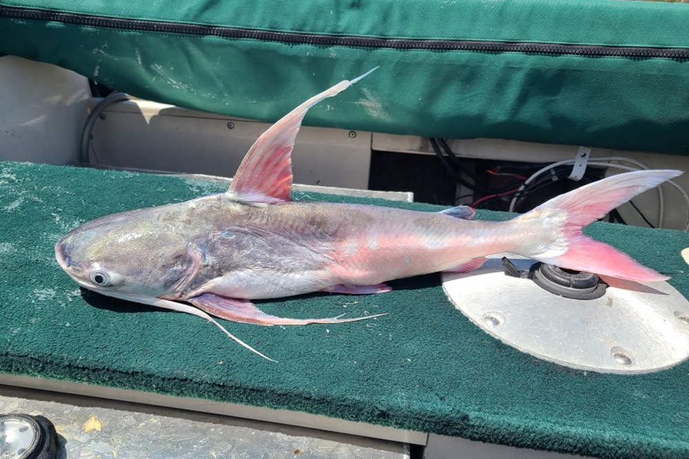 Gafftopsail catfish often show up in state agency surveys of shallow-water species. The fish are opportunistic and feed on live or dead items from the top of the water column to the bottom.