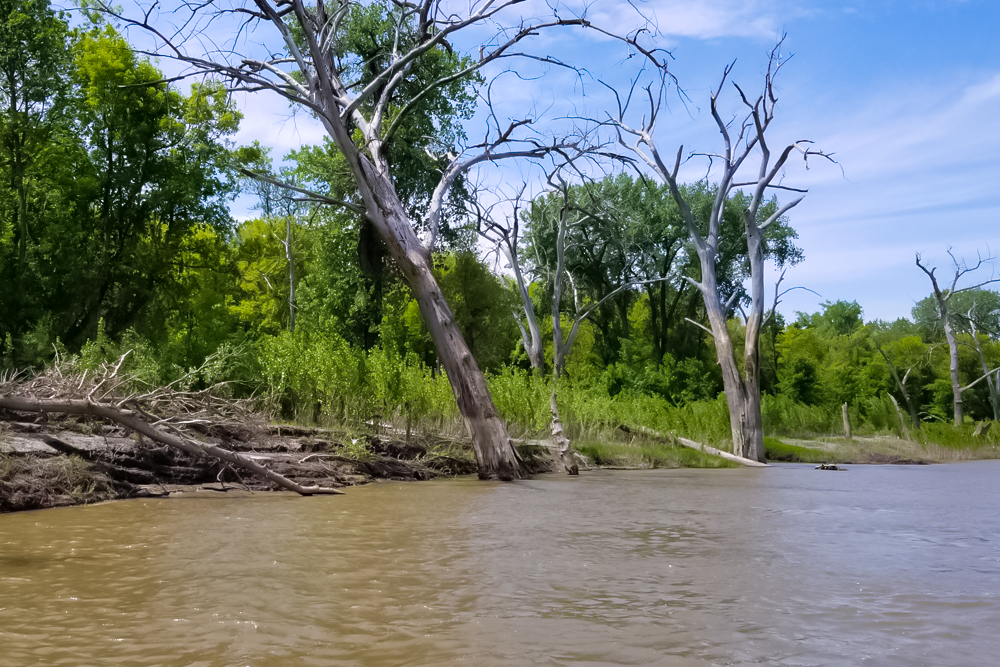 This steep cut bank with snags near it is a perfect example of where a catfish might find a hole to nest in. Catfish can be caught tight up to the bank near these holes.