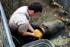 Female catfish lay masses of sticky, yellow eggs in underwater cavities. Fish hatchery managers provide nesting cavities in the form of old milk cans.
