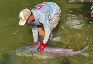 Burkhart eases his most recent probably record cat catch back into the Cumberland River. After being carefully handled and cared for, the huge fish immediately swam strongly back into the depths, perhaps to be caught again someday. (Photo courtesy Micka Burkhart)