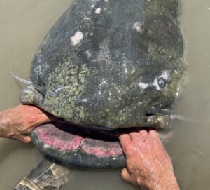 Alessandro Biancardi’s huge catfish exceeds the previous world catch-and-release record by almost 2 inches. The fish is a result of 23 years of hard work pursuing the species.