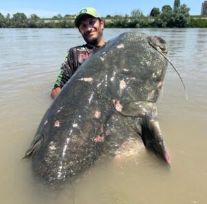 Measuring a staggering 9 feet, 4 inches long, Alessandro Biancardi’s huge wels catfish certainly weighed hundreds of pounds but was not officially put on the scales to reduce any potential harm to the huge creature.