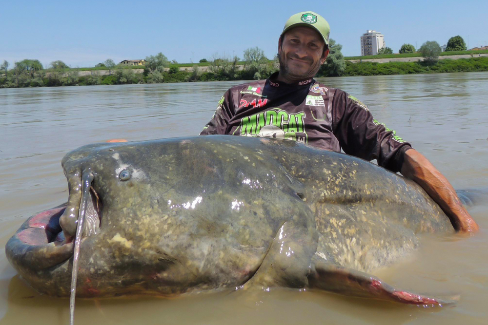 Italian Fisherman Lands River Po Giant - Catfish Now