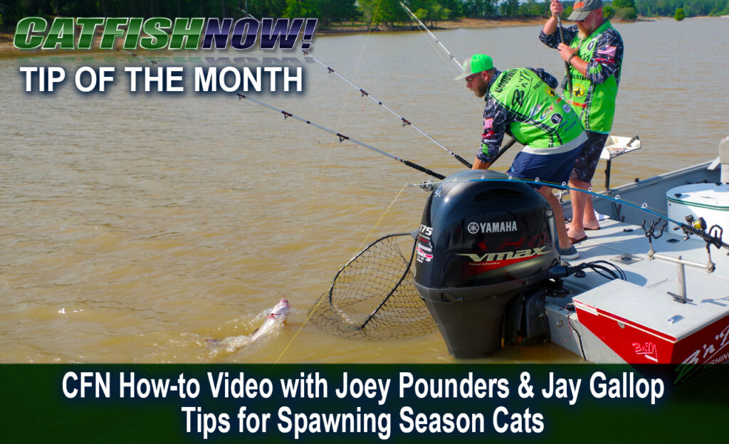 CFN How-to Video with Joey Pounders and Jay Gallop—Tips for Spawning Season Cats