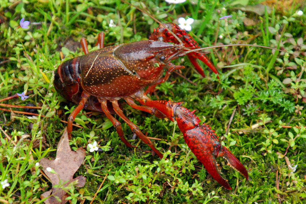 Don’t Spread Non-Native Crayfish