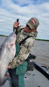 When John Jamison fishes in Kansas, big blue cats often are brought into the boat.