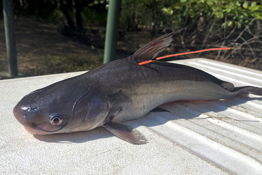 A tagged blue catfish caught in July 2023 for the Satilla tagging study. Reporting information about tags and tagged fish can help biologists learn more about the impacts these predators could be having on the river’s ecosystem. (courtesy of Georgia DNR)